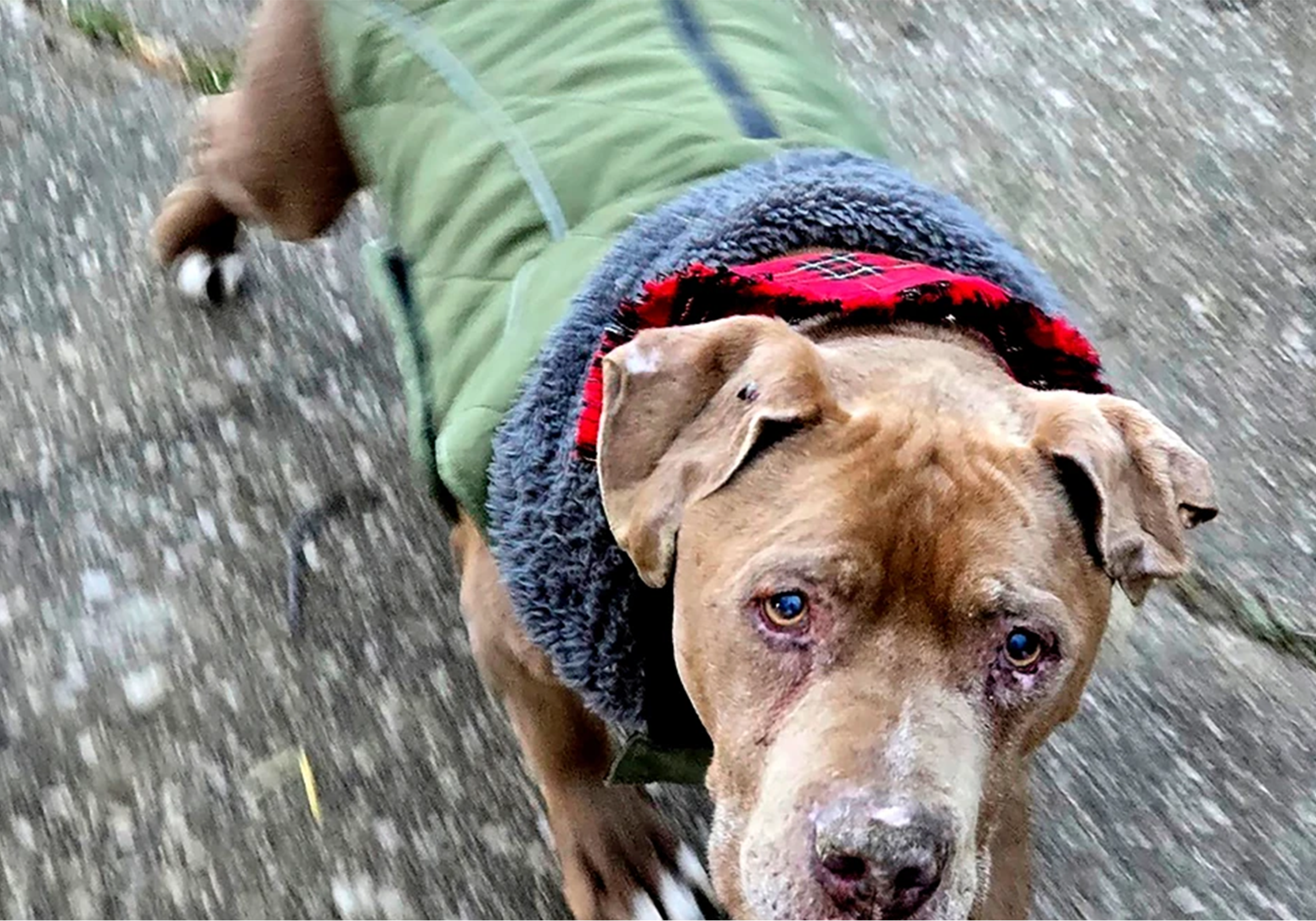 Michigan veterinarian convicted in homeless dog case